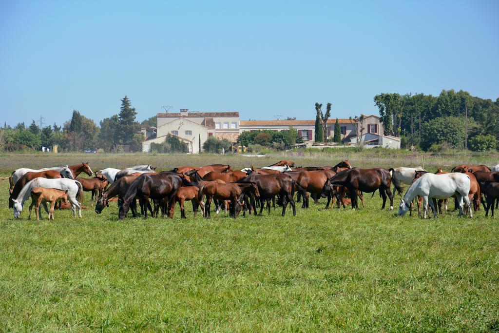 Le Mas De La Feniere Arles Buitenkant foto