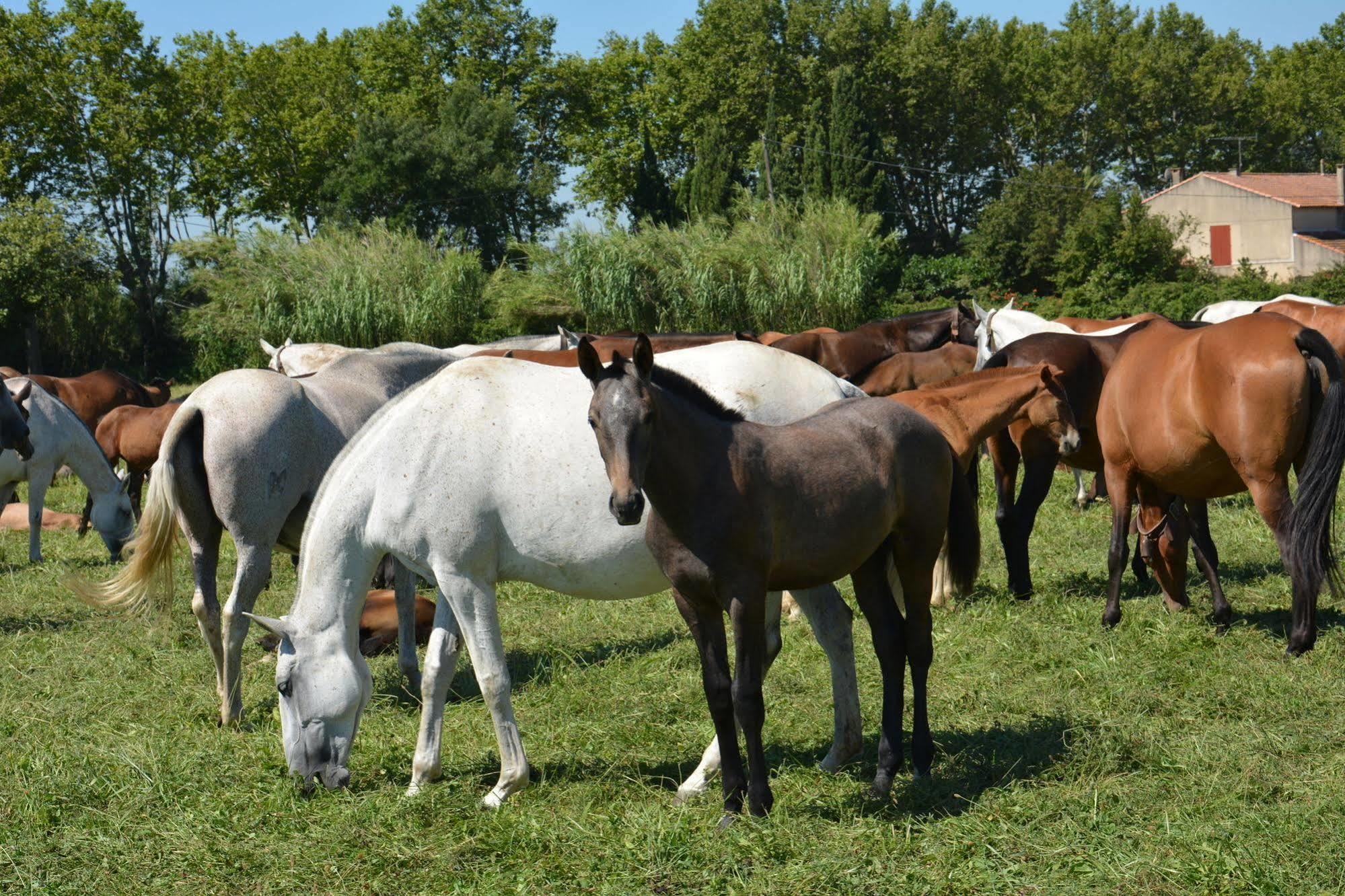 Le Mas De La Feniere Arles Buitenkant foto
